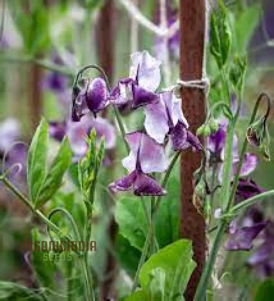 Sweet Pea Alan Roberts Seeds For Planting: Premium Quality for Beautiful Blooms and Bountiful Harvests" - Image 3