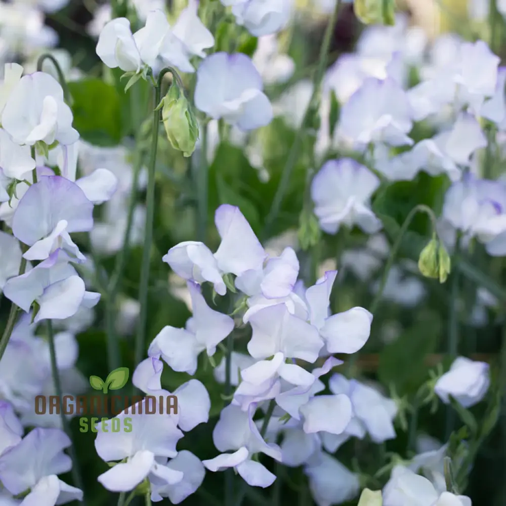 Sweet Pea Alan Roberts Seeds For Planting: Premium Quality for Beautiful Blooms and Bountiful Harvests" - Image 4