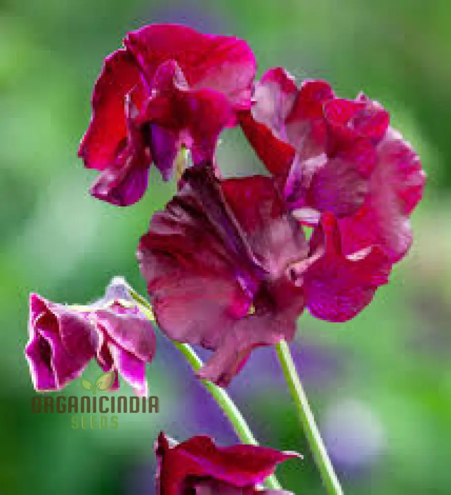 Sweet Pea Beaujolais Seeds For planting: Grow Your Own Stunning Garden Beauties with These Premium Gardening Essentials