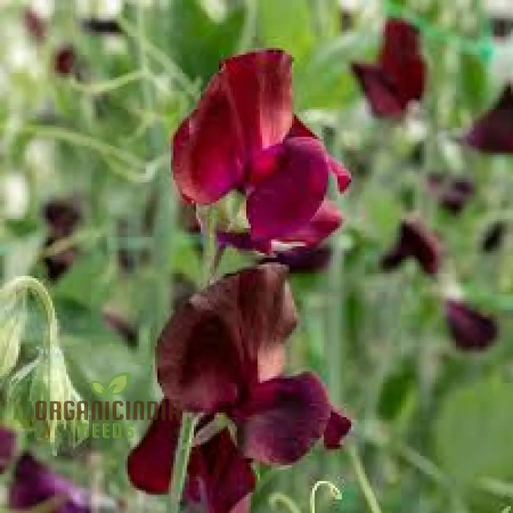 Sweet Pea Beaujolais Seeds For planting: Grow Your Own Stunning Garden Beauties with These Premium Gardening Essentials - Image 3