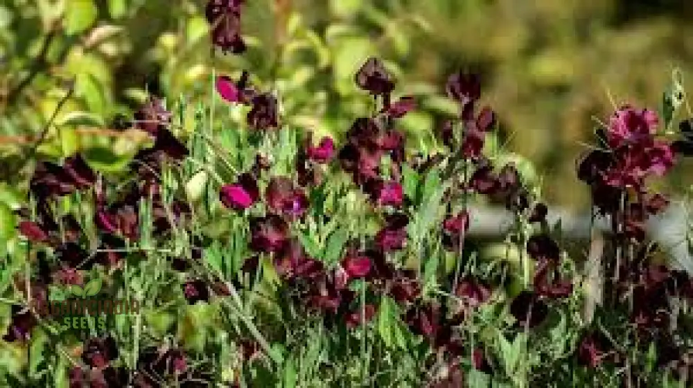 Sweet Pea Beaujolais Seeds For planting: Grow Your Own Stunning Garden Beauties with These Premium Gardening Essentials - Image 4