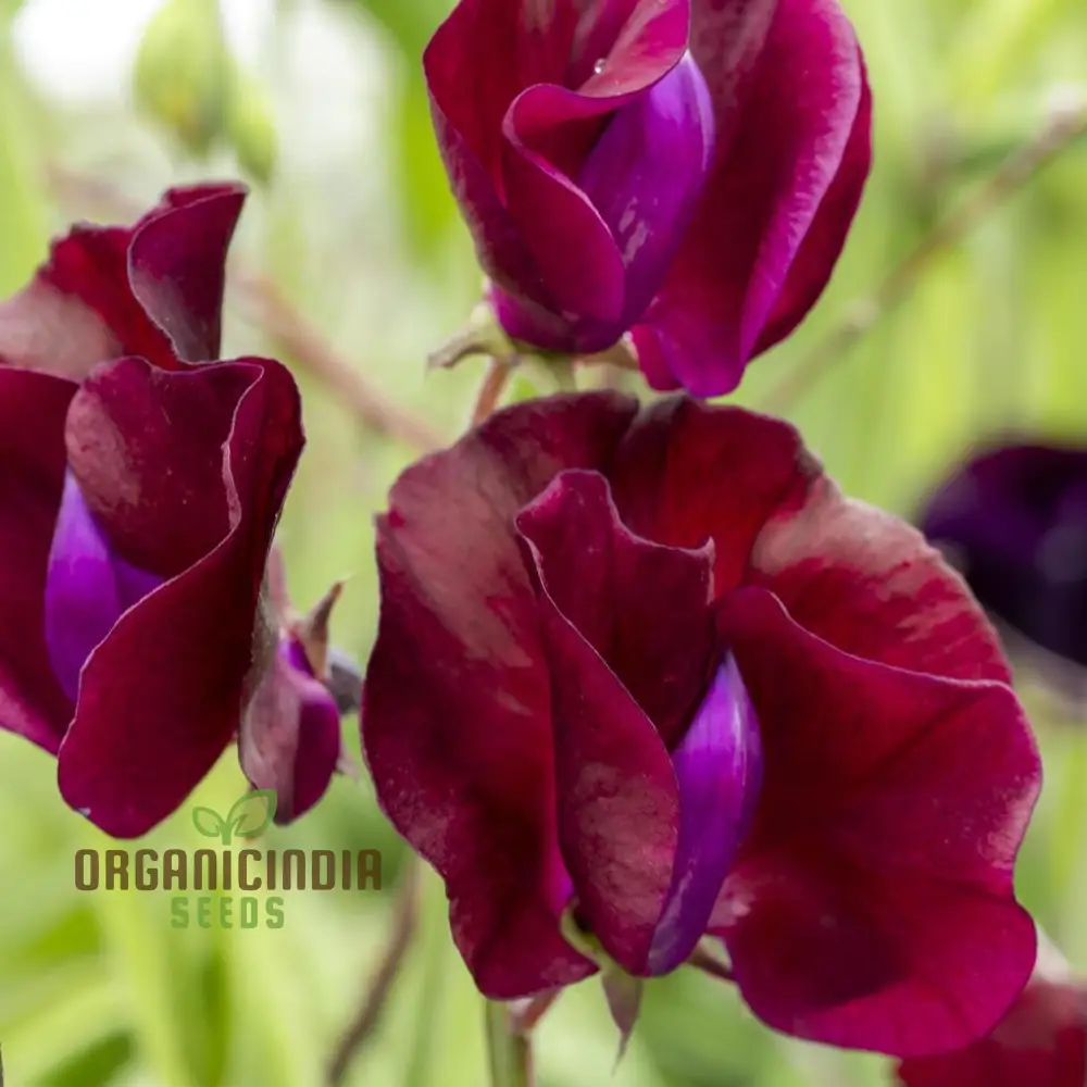 Sweet Pea 'Black Knight' Seeds – Elevate Your Garden with Fragrant, Dark Blooms for a Stunning Floral Display!