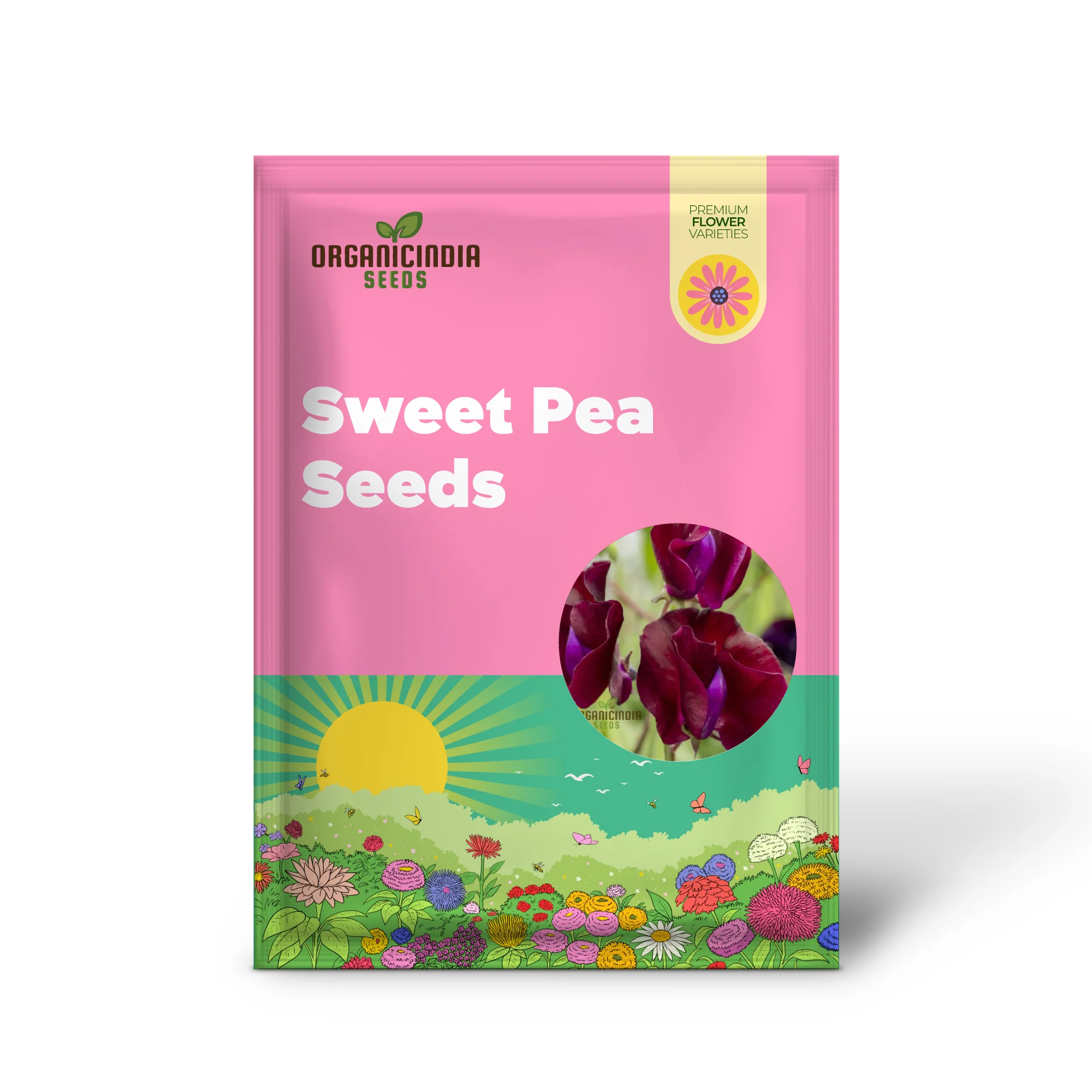 Sweet Pea 'Black Knight' Seeds – Elevate Your Garden with Fragrant, Dark Blooms for a Stunning Floral Display! - Image 2