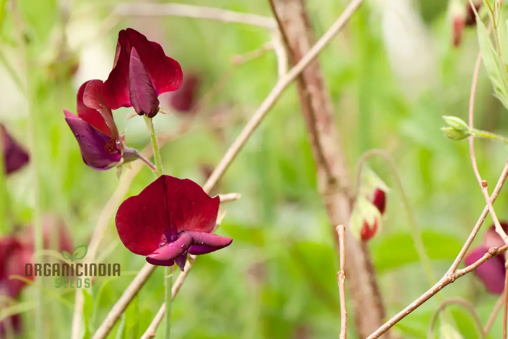 Sweet Pea 'Black Knight' Seeds – Elevate Your Garden with Fragrant, Dark Blooms for a Stunning Floral Display! - Image 3