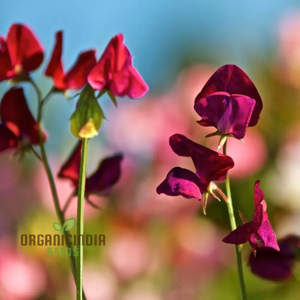 Sweet Pea 'Black Knight' Seeds – Elevate Your Garden with Fragrant, Dark Blooms for a Stunning Floral Display! - Image 4