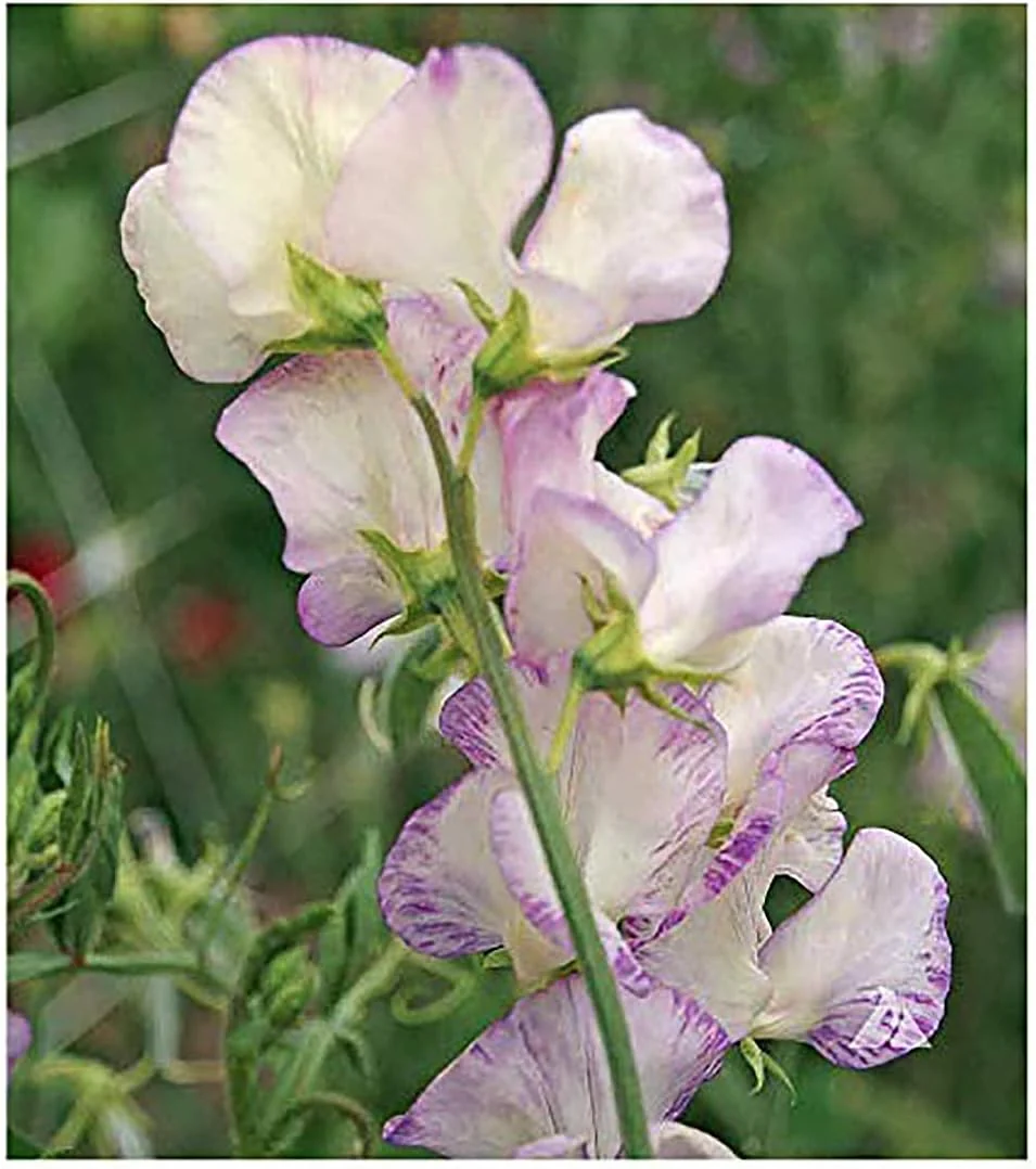 White Sweet Pea Seeds – High Scented Fragrant Garden Blooms - Image 5