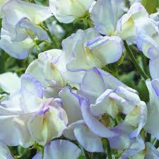 White Sweet Pea Seeds – High Scented Fragrant Garden Blooms - Image 6