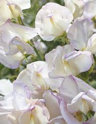 White Sweet Pea Seeds – High Scented Fragrant Garden Blooms - Image 7