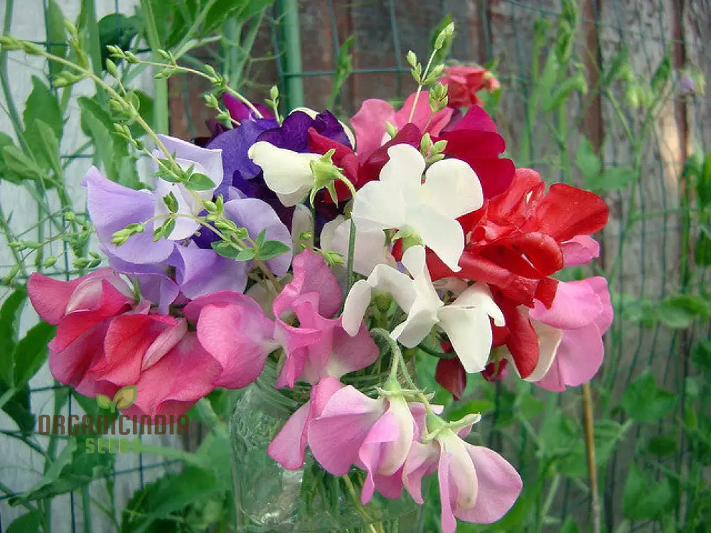 Sweet Pea Incense Mixed Flower Seeds For Planting, Fragrant and Colorful Sweet Pea Seeds for a Stunning Garden Display