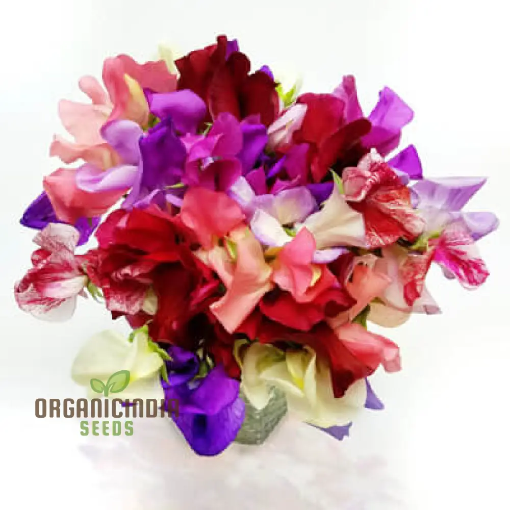 Sweet Pea Incense Mixed Flower Seeds For Planting, Fragrant and Colorful Sweet Pea Seeds for a Stunning Garden Display - Image 3