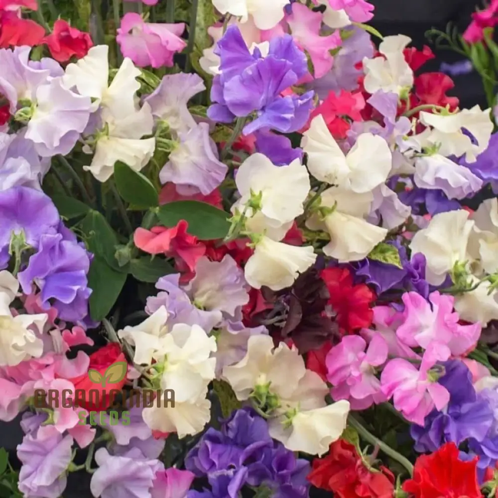 Sweet Pea Incense Mixed Flower Seeds For Planting, Fragrant and Colorful Sweet Pea Seeds for a Stunning Garden Display - Image 4