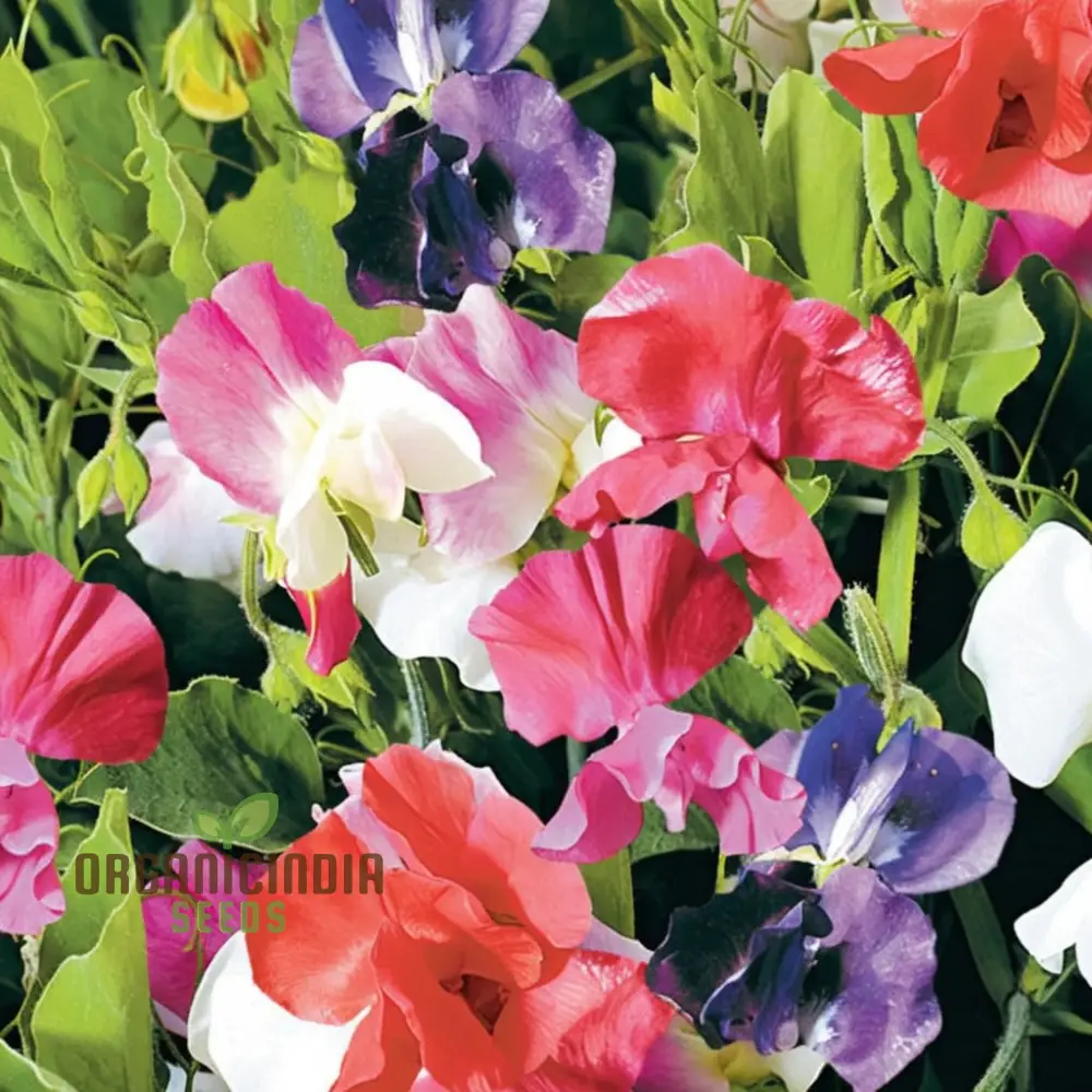 Sweet Pea Seeds (Little Sweetheart Mix Seeds) - Delicate Blooms for Charming Garden Borders