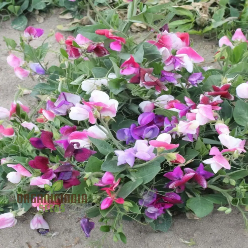 Sweet Pea Seeds (Little Sweetheart Mix Seeds) - Delicate Blooms for Charming Garden Borders - Image 3