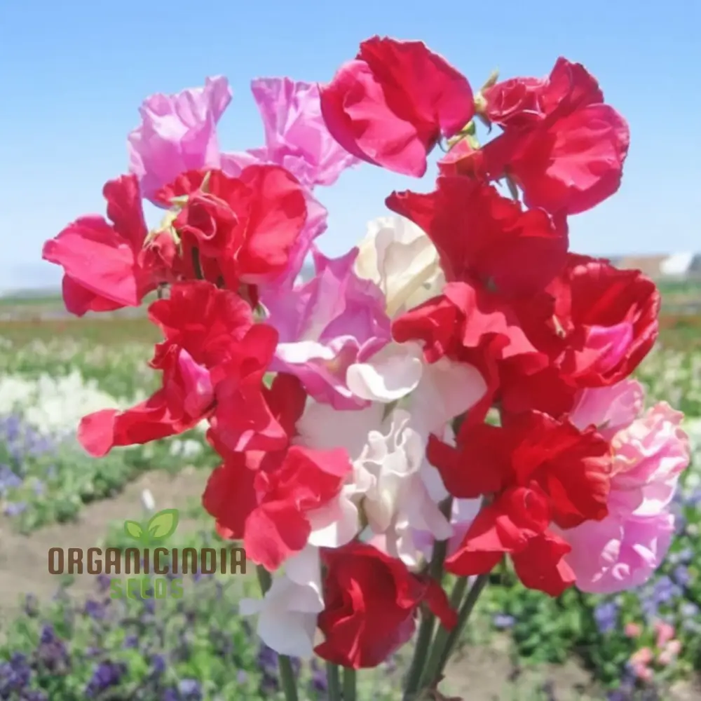 Sweet Pea Seeds (Little Sweetheart Mix Seeds) - Delicate Blooms for Charming Garden Borders - Image 4