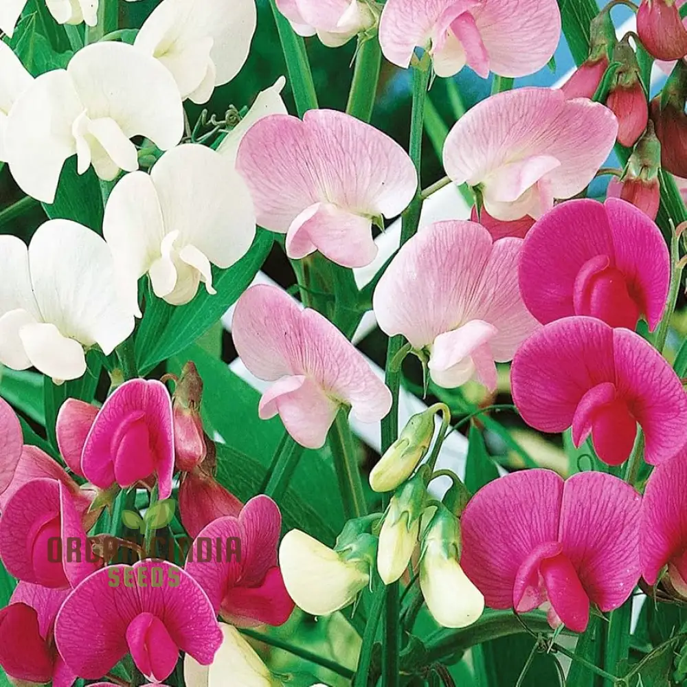 Perennial Sweet Pea Everlasting Mixture Seeds – Climbing Flowers - Image 3