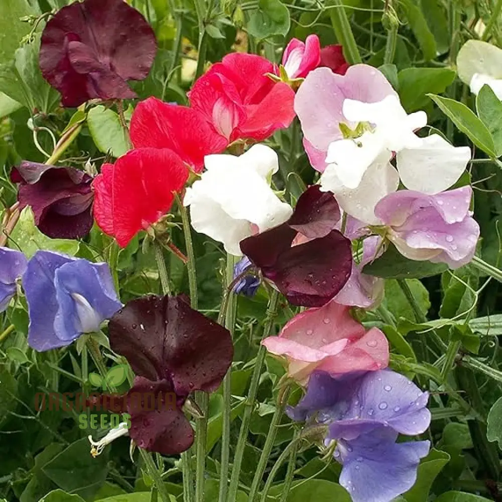 Perennial Sweet Pea Everlasting Mixture Seeds – Climbing Flowers - Image 4