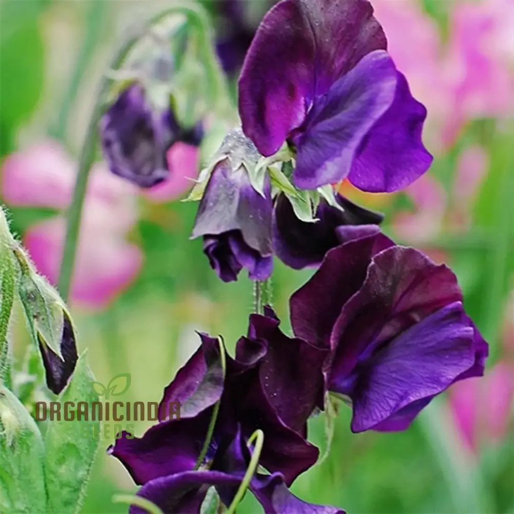 Sweet Pea Seeds - Royal Navy Blue Variety for Planting, Fragrant Flowers - Image 4