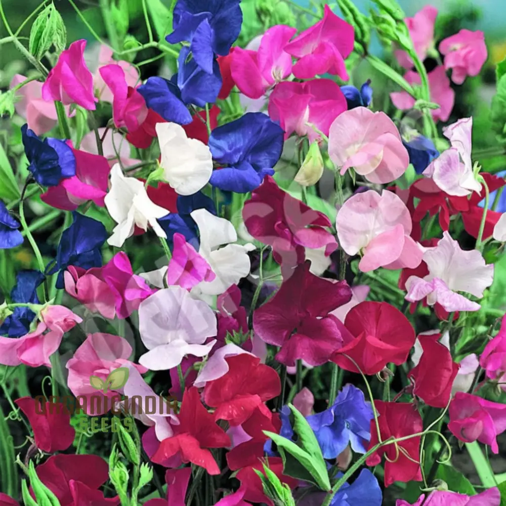 Sweet Pea Spencer Wave Mixed Seeds, Elevate Your Gardening Journey with a Spectacular Mix of Colors and Fragrance! - Image 3