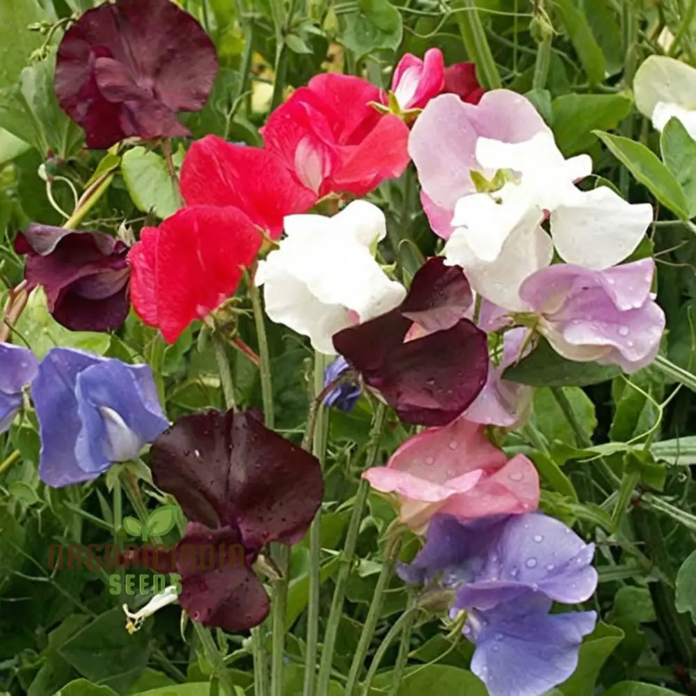 Sweet Pea Spencer Wave Mixed Seeds, Elevate Your Gardening Journey with a Spectacular Mix of Colors and Fragrance! - Image 4