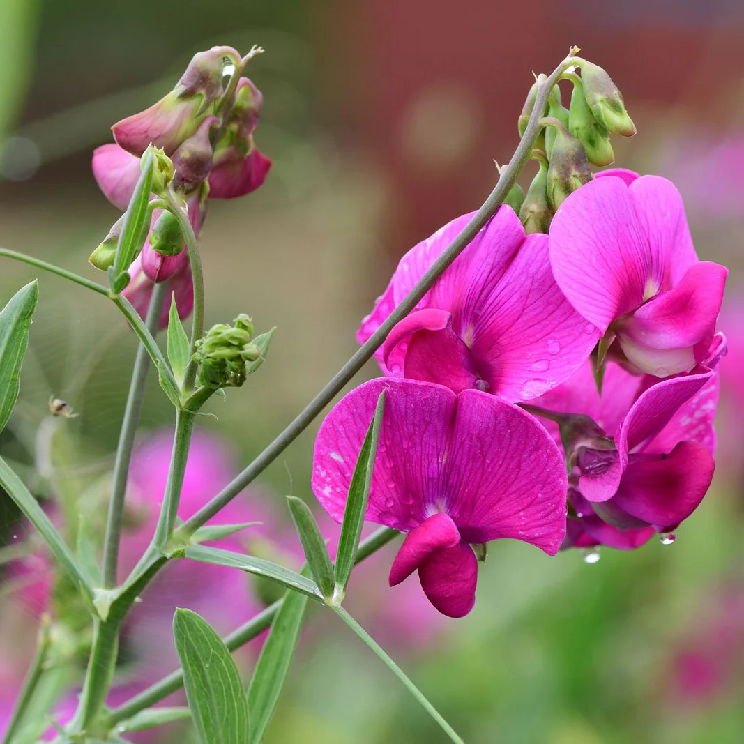 Sweet Pea (Tall) Old Times Flower Seeds For Planting, Classic, Fragrant Tall Sweet Peas for a Timeless Garden Display