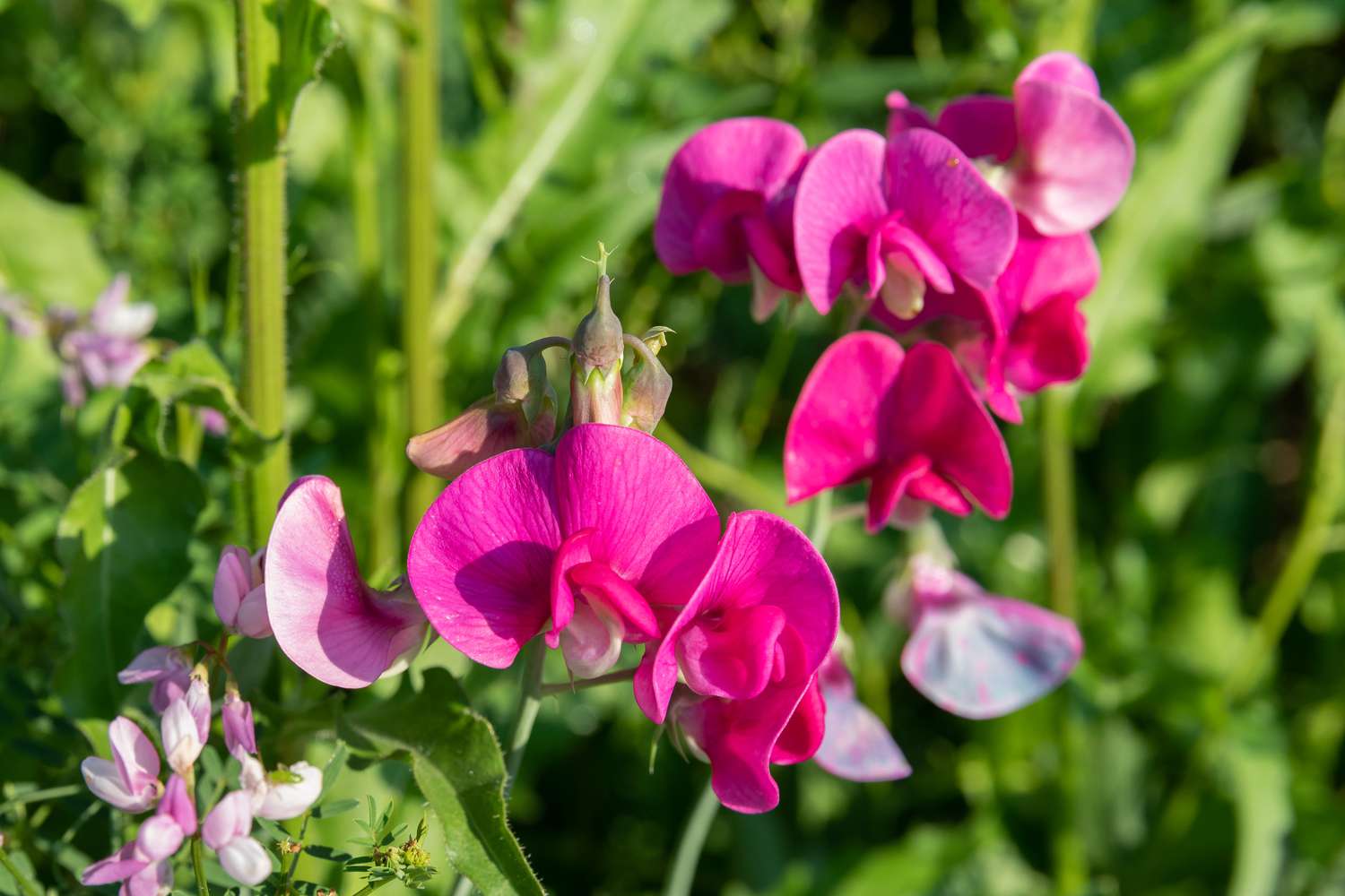 Sweet Pea (Tall) Old Times Flower Seeds For Planting, Classic, Fragrant Tall Sweet Peas for a Timeless Garden Display - Image 3