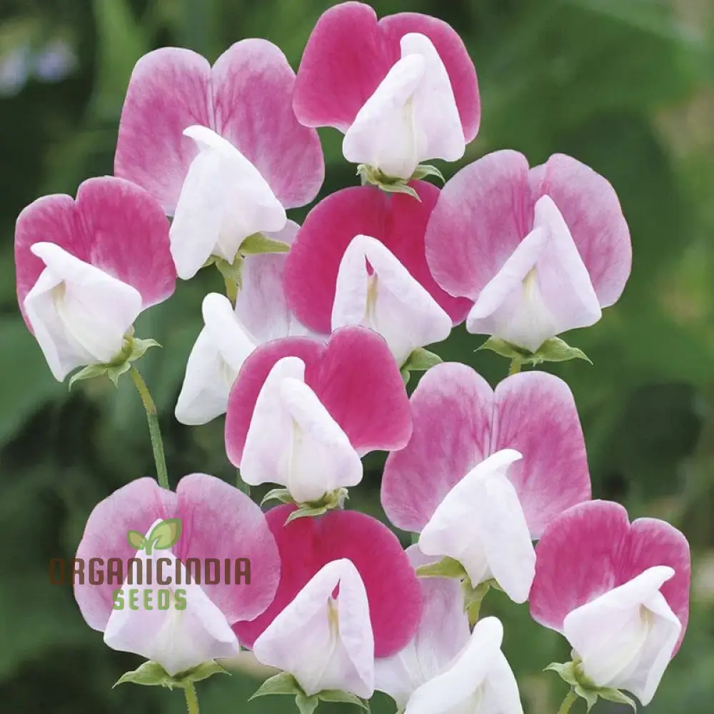 Sweet Pea (Tall) Painted Lady Flower Seeds For Planting, Elegant and Fragrant Tall Sweet Peas for a Beautiful Garden Display