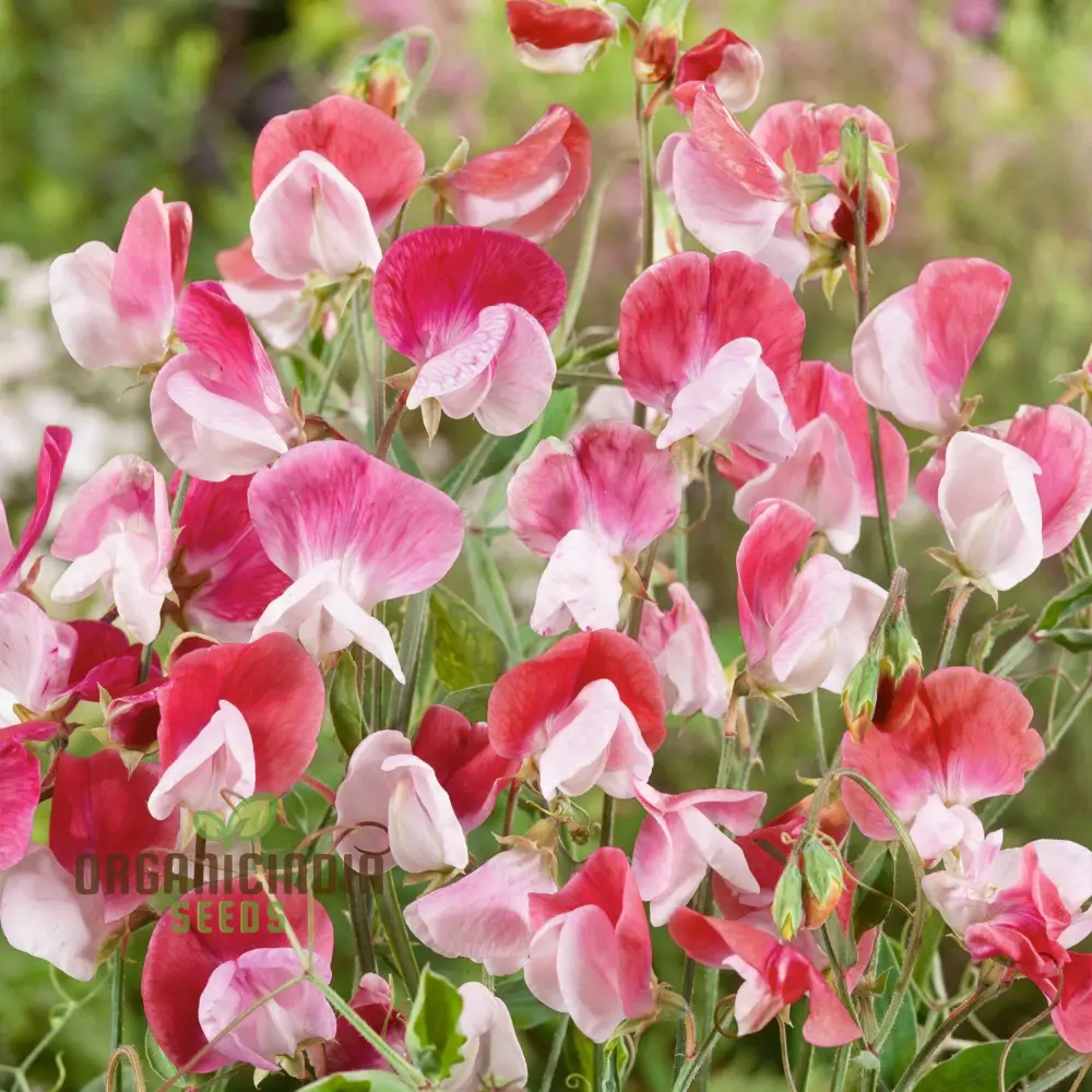 Sweet Pea (Tall) Painted Lady Flower Seeds For Planting, Elegant and Fragrant Tall Sweet Peas for a Beautiful Garden Display - Image 3