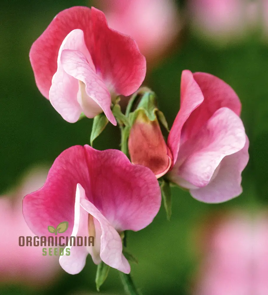 Sweet Pea (Tall) Painted Lady Flower Seeds For Planting, Elegant and Fragrant Tall Sweet Peas for a Beautiful Garden Display - Image 4