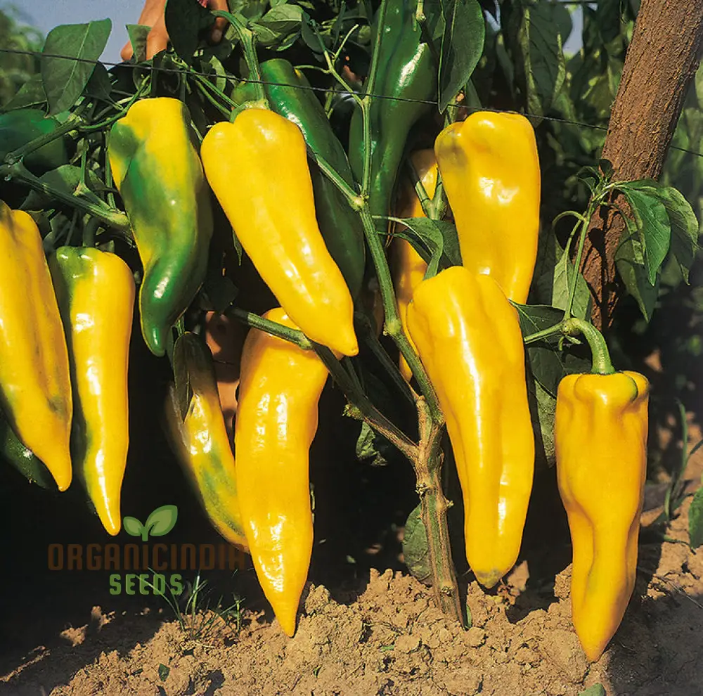 Sweet Pepper - F1 Ringo Vegetable Seeds for Planting, Premium Quality Seeds for Home Garden, Perfect for Growing