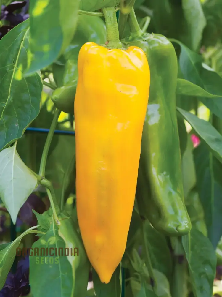 Sweet Pepper - F1 Ringo Vegetable Seeds for Planting, Premium Quality Seeds for Home Garden, Perfect for Growing - Image 4
