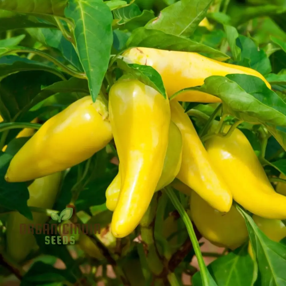 Sweet Pepper Lemon Dream Vegetable Seeds, Vibrant Color Sweet Flavor Perfect for Garden