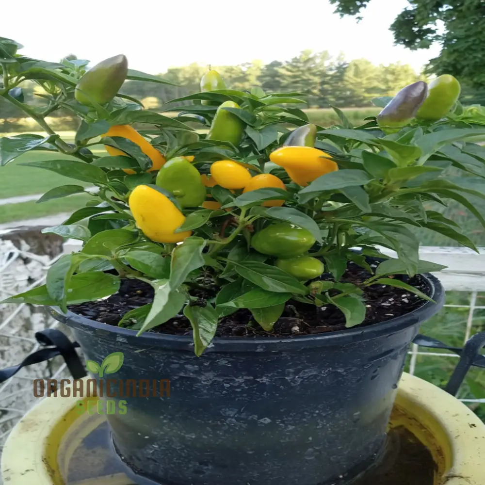 Sweet Pepper Lemon Dream Vegetable Seeds, Vibrant Color Sweet Flavor Perfect for Garden - Image 4