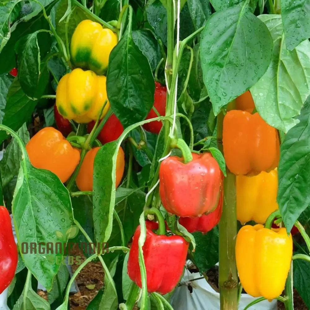 Sweet Pepper Mixed vegetable seeds, High Yield Colorful and Flavorful for Home Gardens