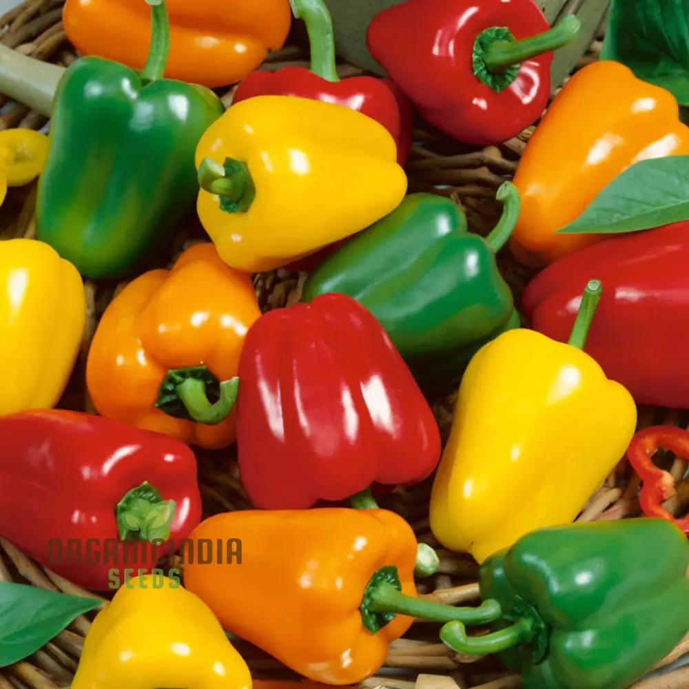 Sweet Pepper Mixed vegetable seeds, High Yield Colorful and Flavorful for Home Gardens - Image 3