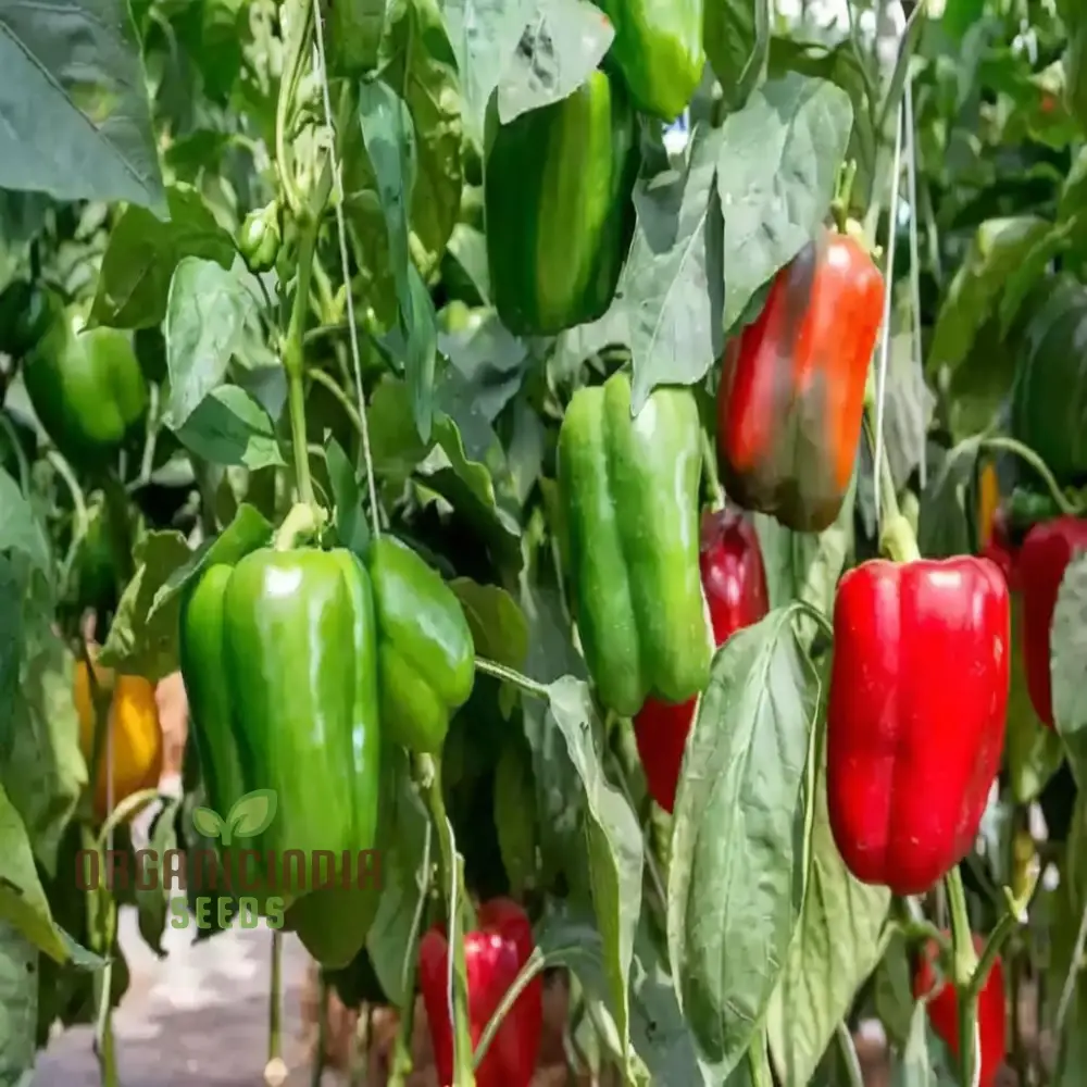 Sweet Pepper Mixed vegetable seeds, High Yield Colorful and Flavorful for Home Gardens - Image 4