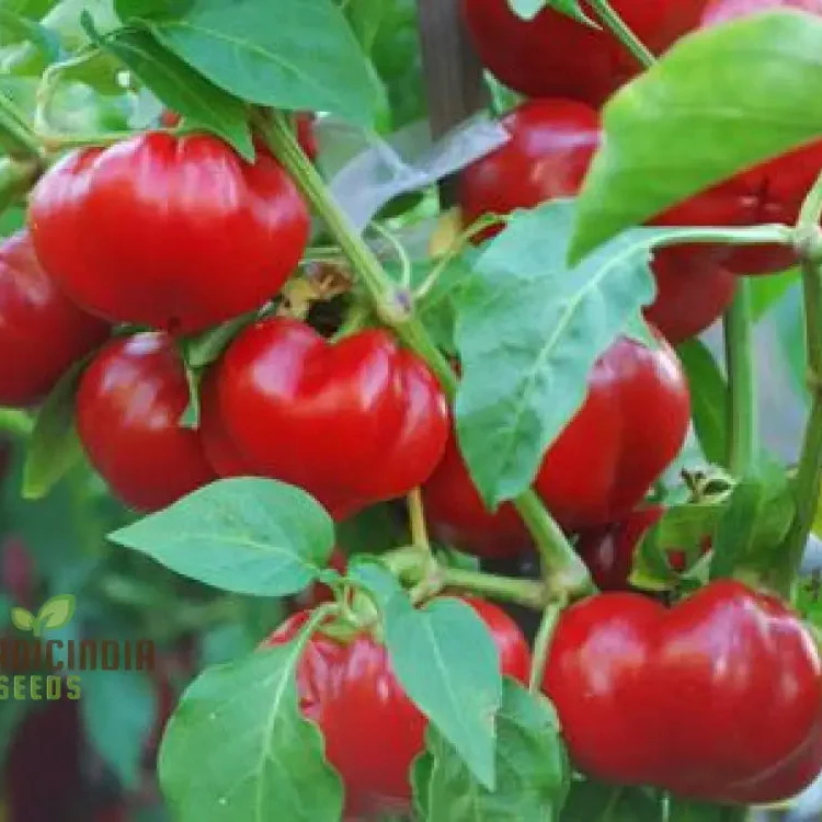 Sweet Pepper Seeds - Alma Paprika for Vibrant Flowers and Gardens | Planting Excellence - Image 3