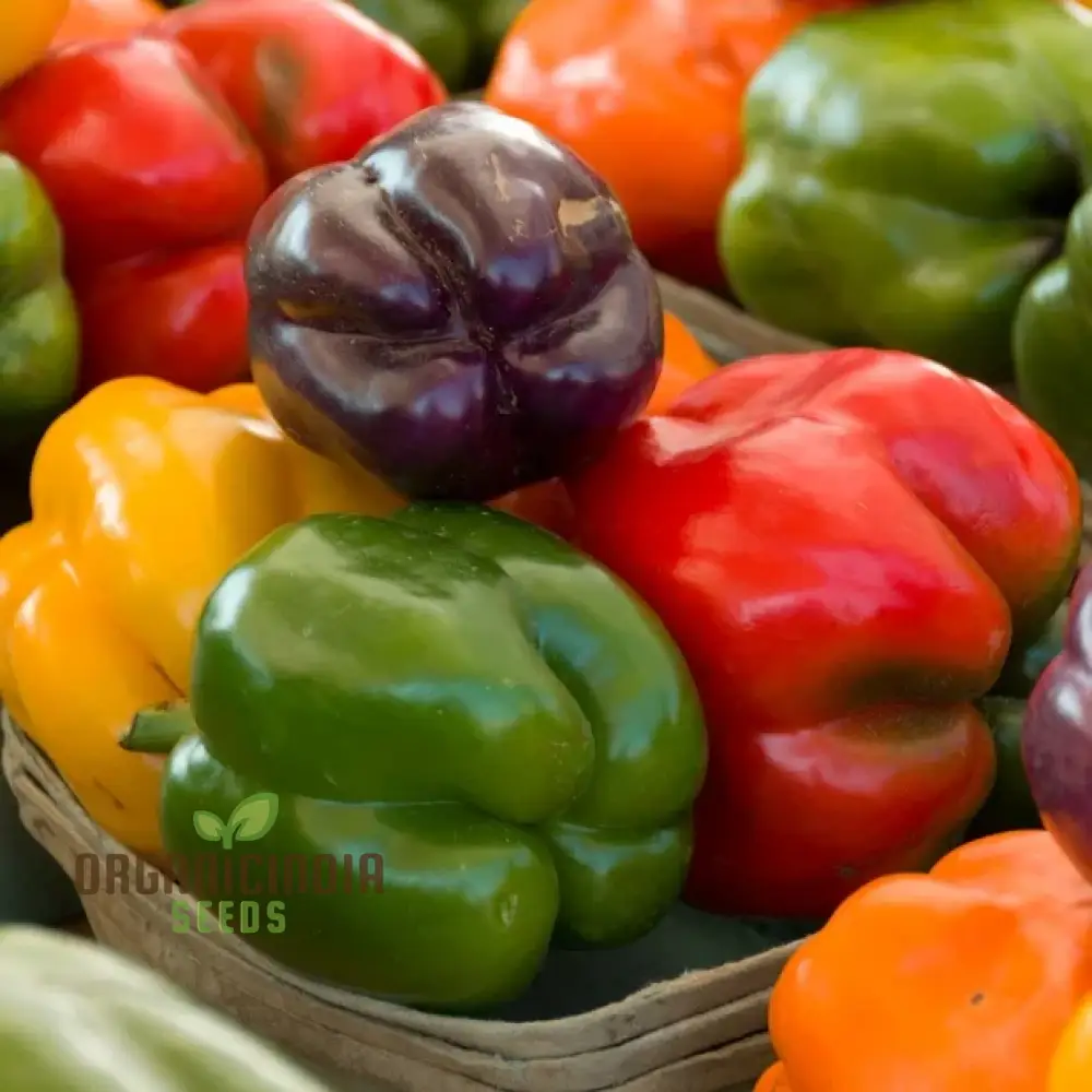 Sweet Pepper Seeds - Rainbow Bell Blend for Vibrant Garden Flowers, Seeds for Planting - Image 3