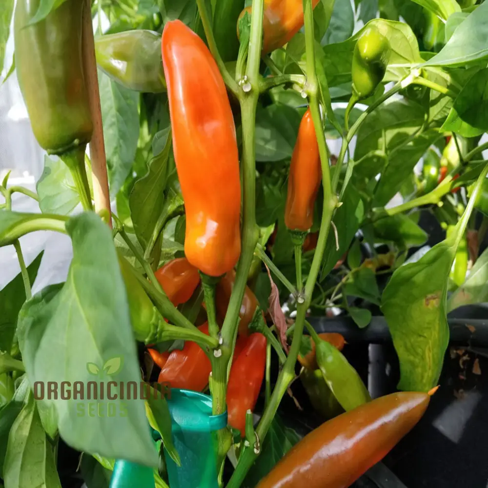 Sweet Pepper Tangerine Dream Vegetable Seeds, Vibrant Color Sweet Flavor Ideal for Gardens