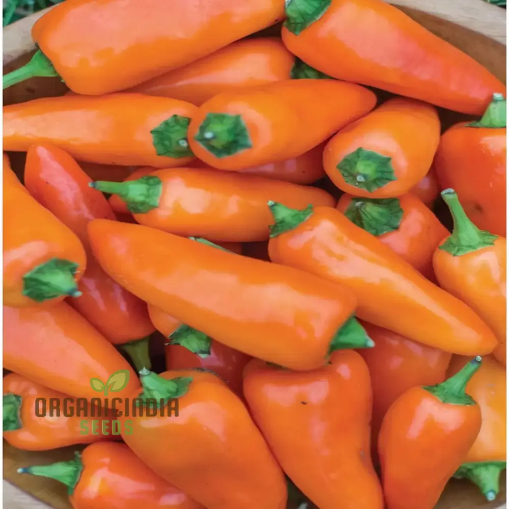 Sweet Pepper Tangerine Dream Vegetable Seeds, Vibrant Color Sweet Flavor Ideal for Gardens - Image 3
