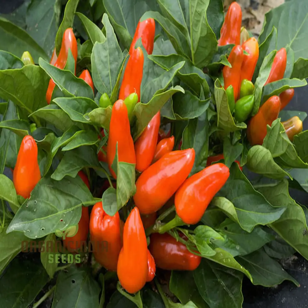 Sweet Pepper Tangerine Dream Vegetable Seeds, Vibrant Color Sweet Flavor Ideal for Gardens - Image 4