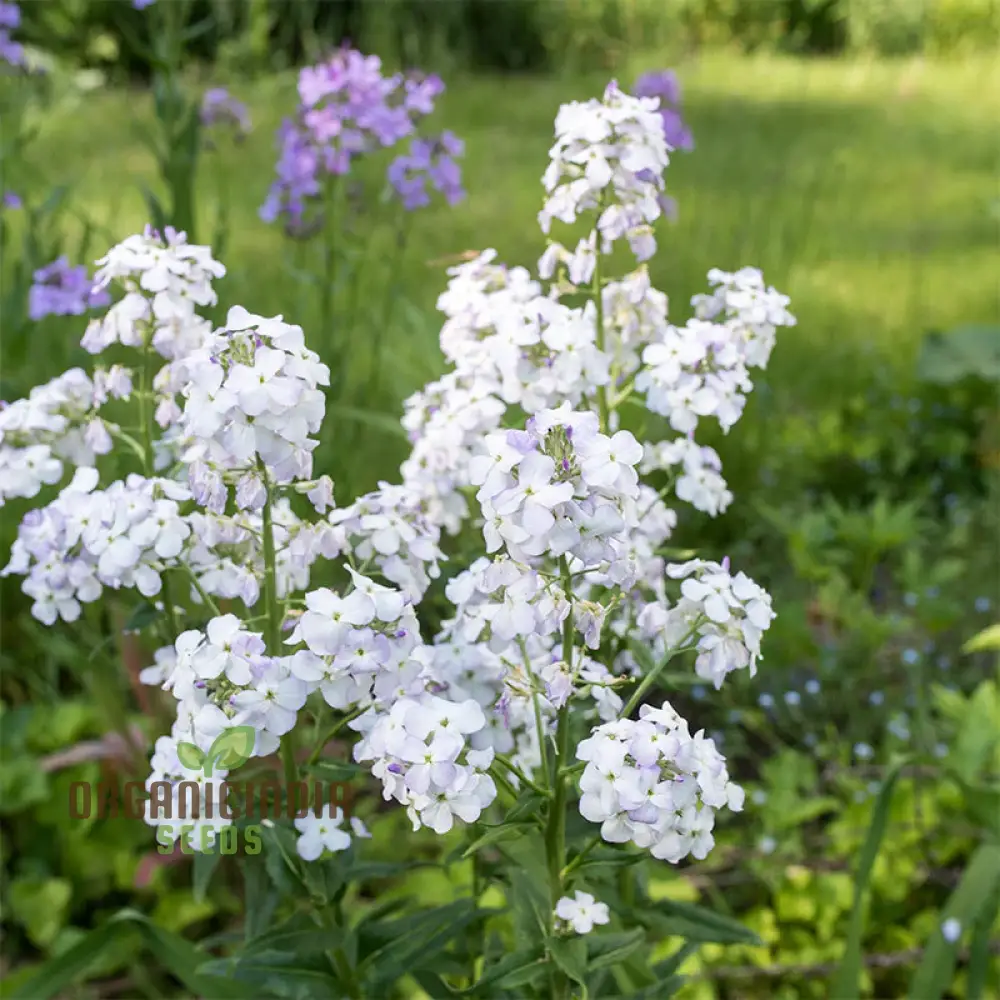 Sweet Rocket Seeds For Planting: Discover Fragrant Blooms and Beauty for Your Outdoor Oasis" - Image 3