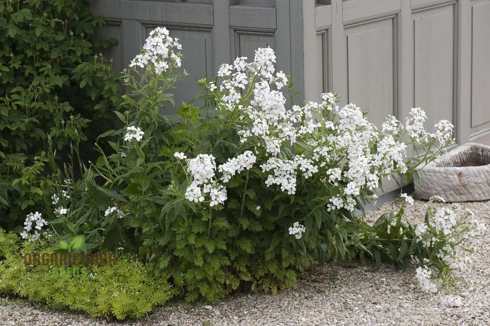 Sweet Rocket Seeds For Planting: Discover Fragrant Blooms and Beauty for Your Outdoor Oasis" - Image 4