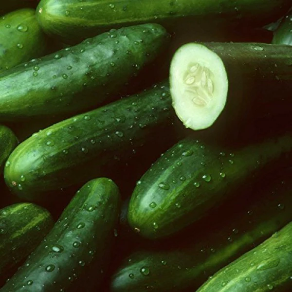 Sweet Success Cucumber Seeds – High-Yield, Burpless & Disease-Resistant - Image 2