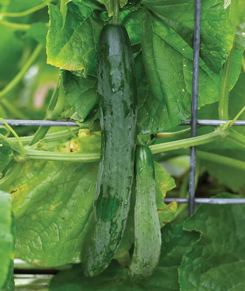 Sweet Success Cucumber Seeds – High-Yield, Burpless & Disease-Resistant - Image 3