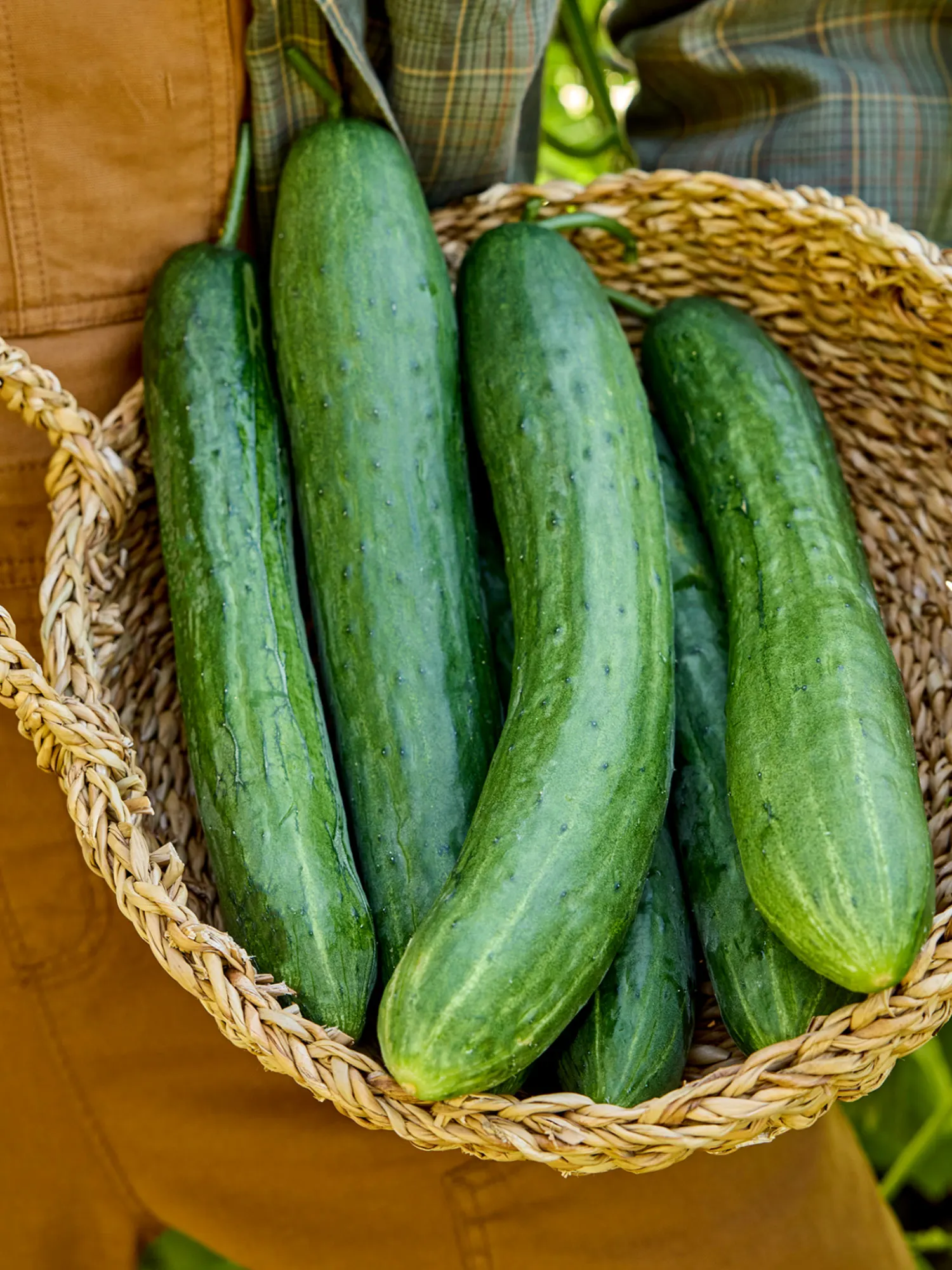 Sweet Success Cucumber Seeds – Seedless, High-Yield & Sweet Greenhouse Hybrid - Image 3