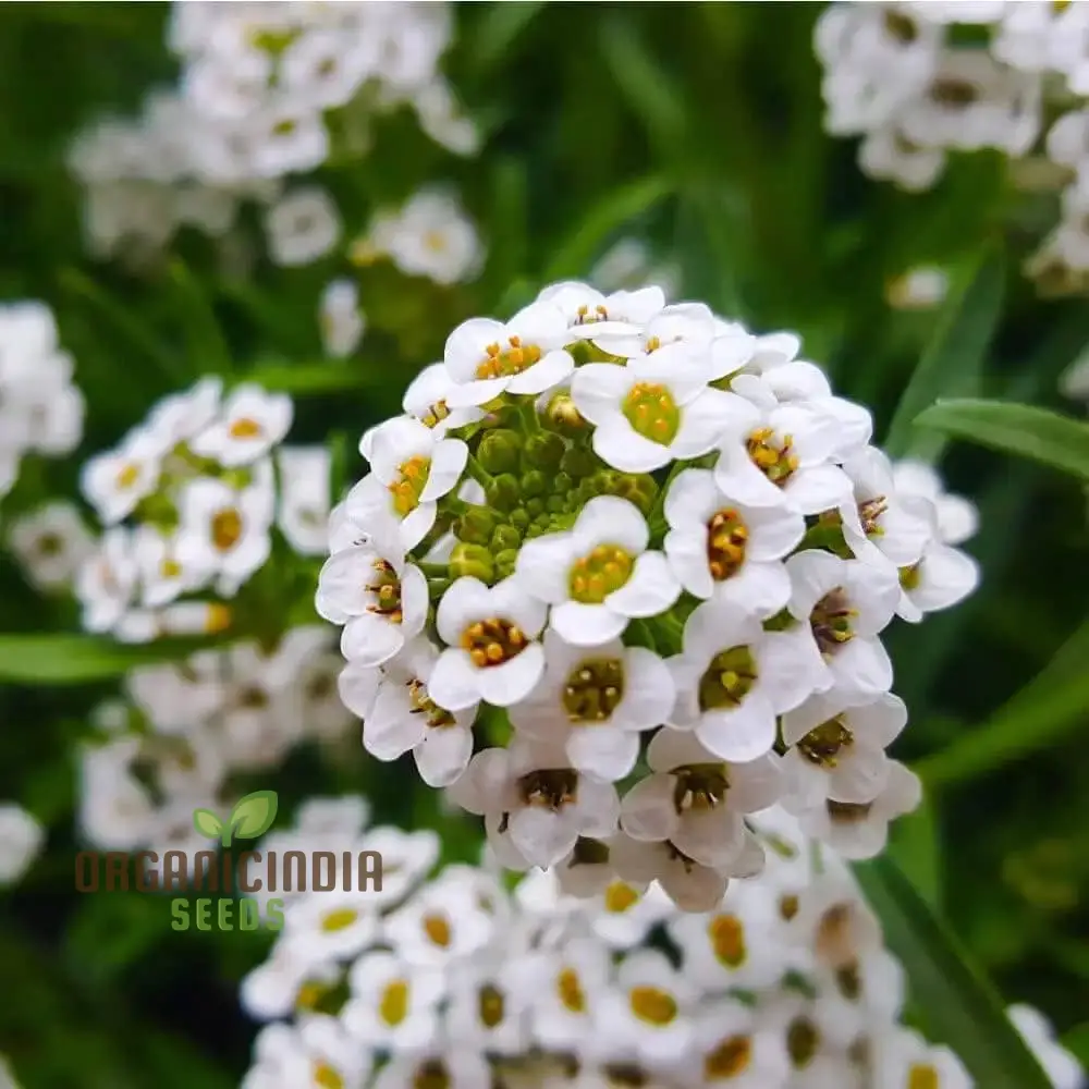 Sweet White Alyssum Snow Seeds for Planting - 100 pcs