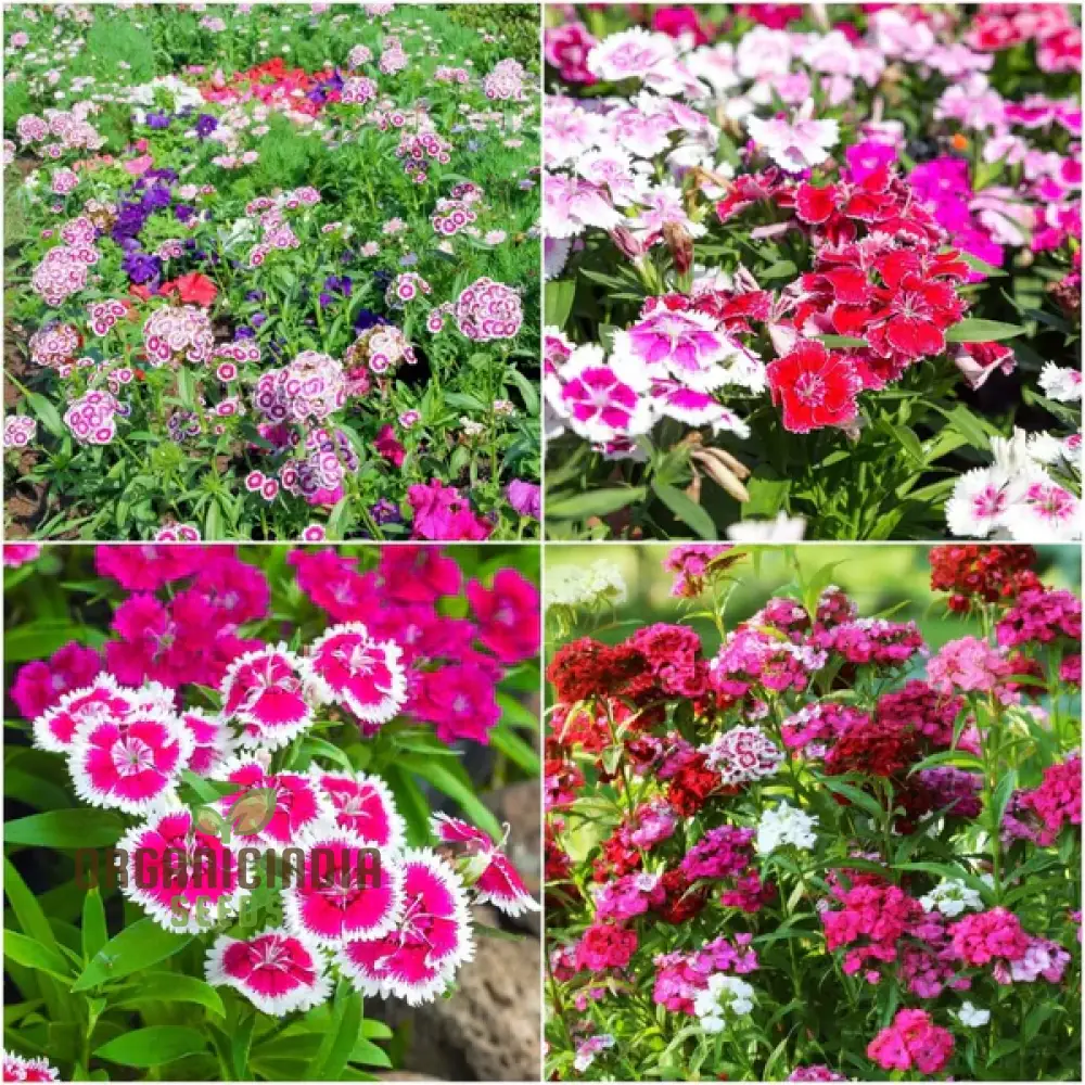 Sweet William Dianthus Summertime Mix Seeds for Planting and Gardening
