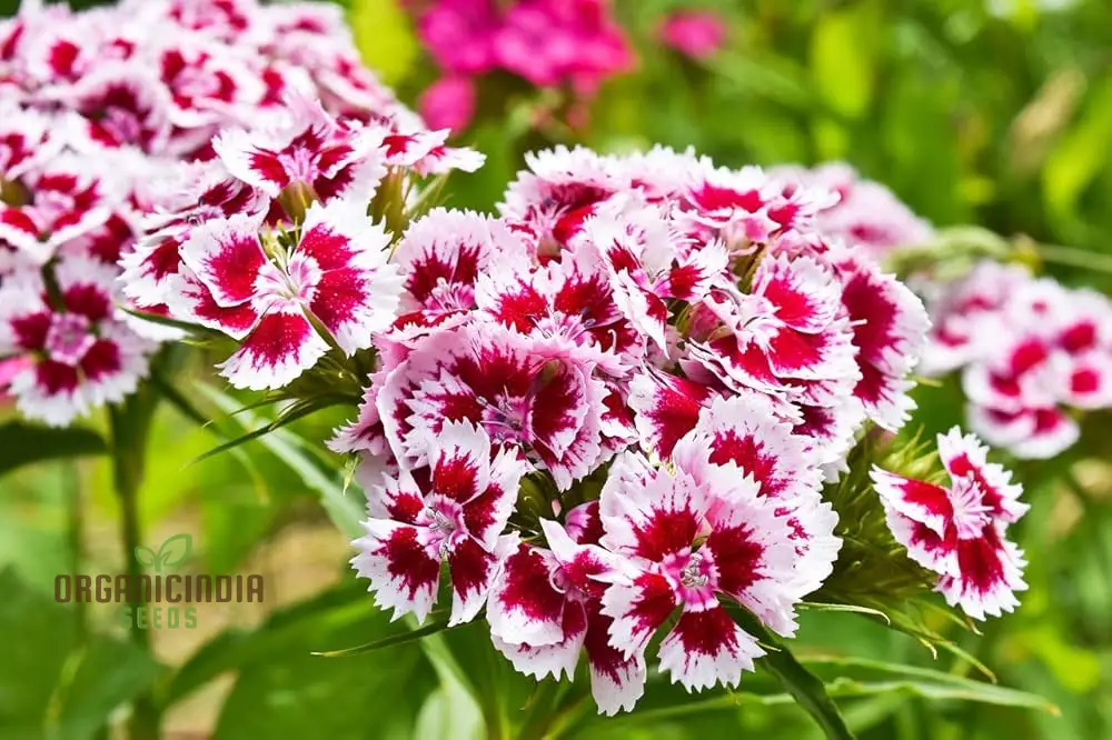 Sweet William Dianthus Summertime Mix Seeds for Planting and Gardening - Image 3