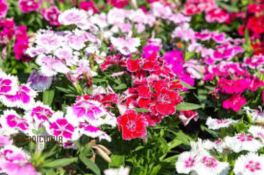 Sweet William Dianthus Summertime Mix Seeds for Planting and Gardening - Image 4