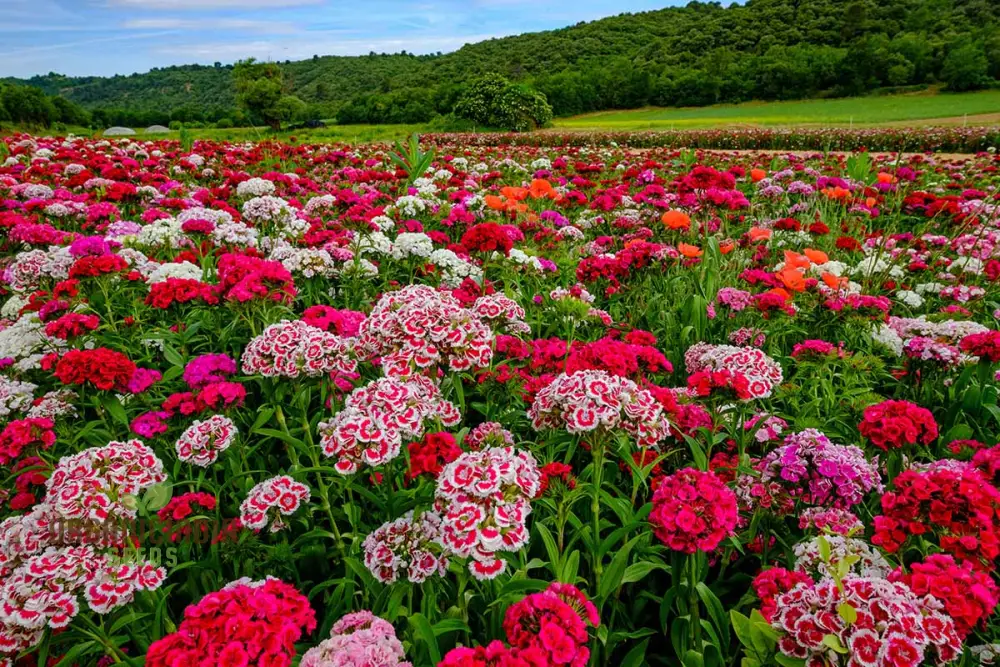 Sweet Williams Seeds - Winter Blooming Dianthus Barbatus Mix for Vibrant Gardening Enthusiasts - Premium Quality Seeds for Stunning Seasonal Flowers